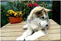 Onni 10 Wochen 114